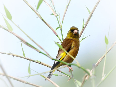 金丝雀发布、滚动发布、蓝绿发布到底有什么差别？